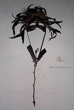 Mask by Claire Groulx